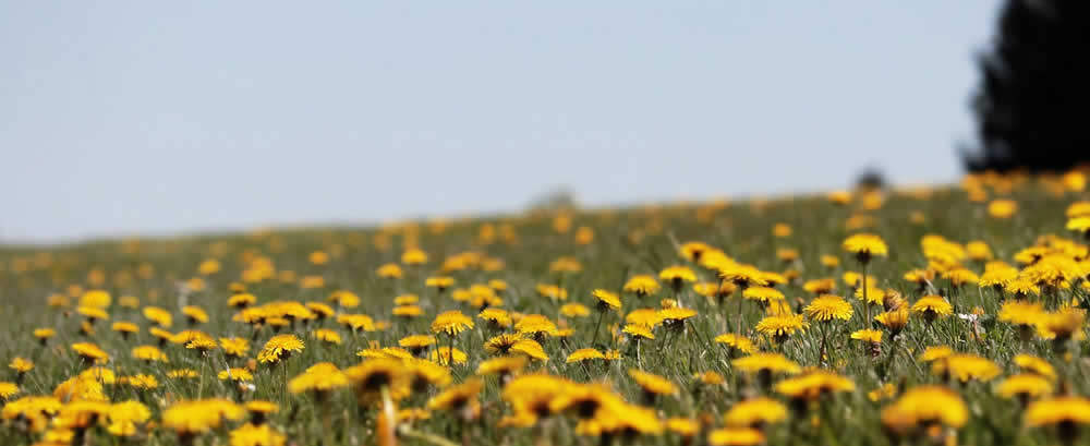 To Spring By William Blake