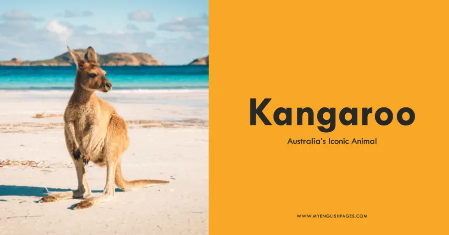 Kangaroo Australia’s Iconic Animal