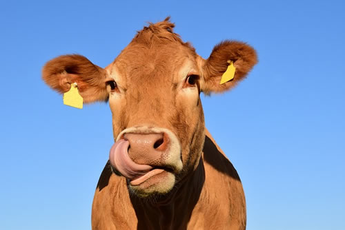 Cow (Illustrated Animals)