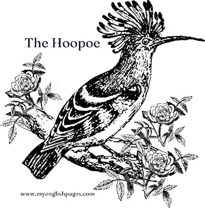 The Hoopoe