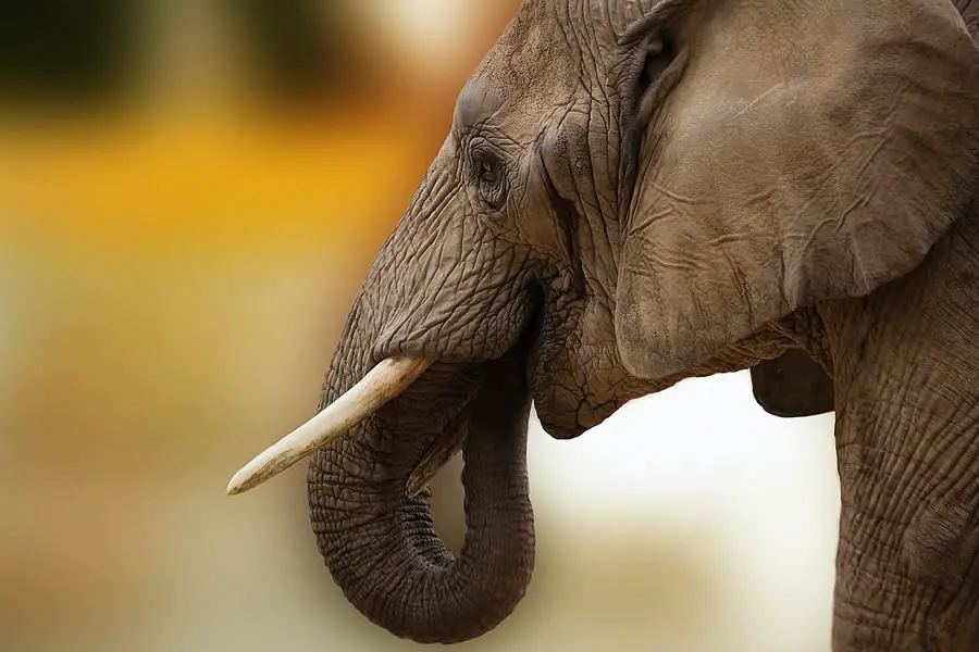 Gentle Giants: The Magnificence of Elephants