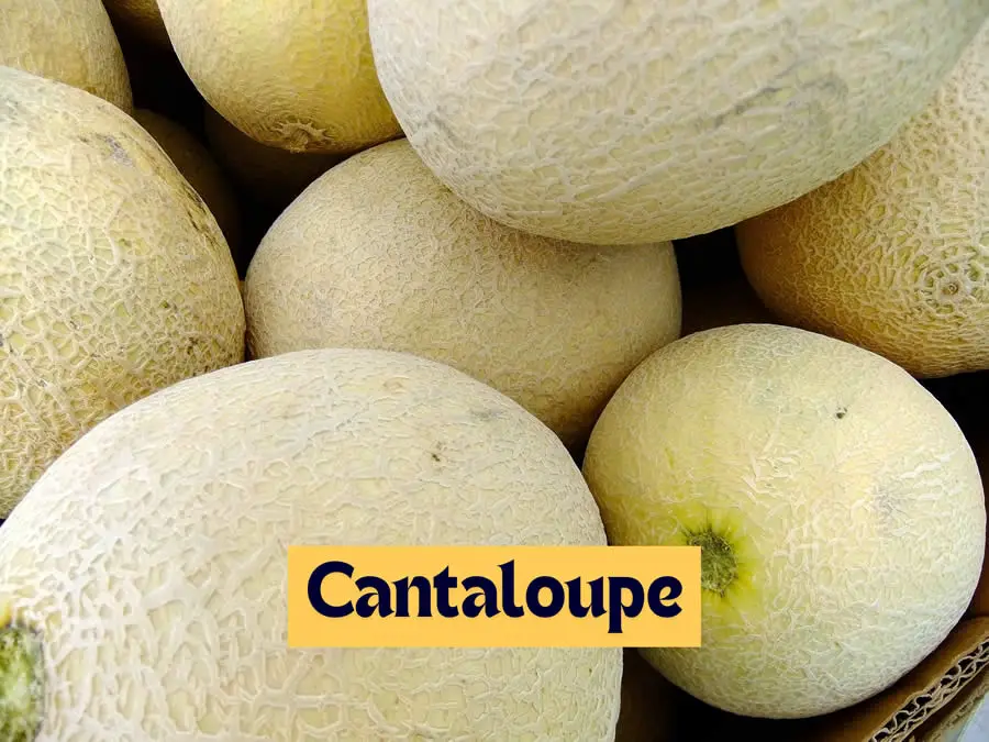 Cantaloupe