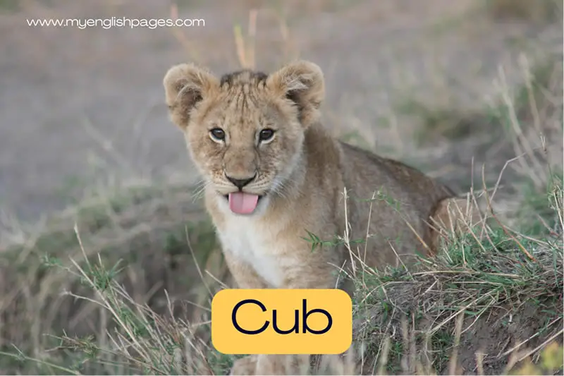 Cub
