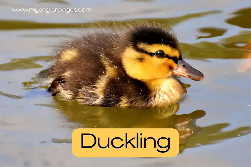Duckling