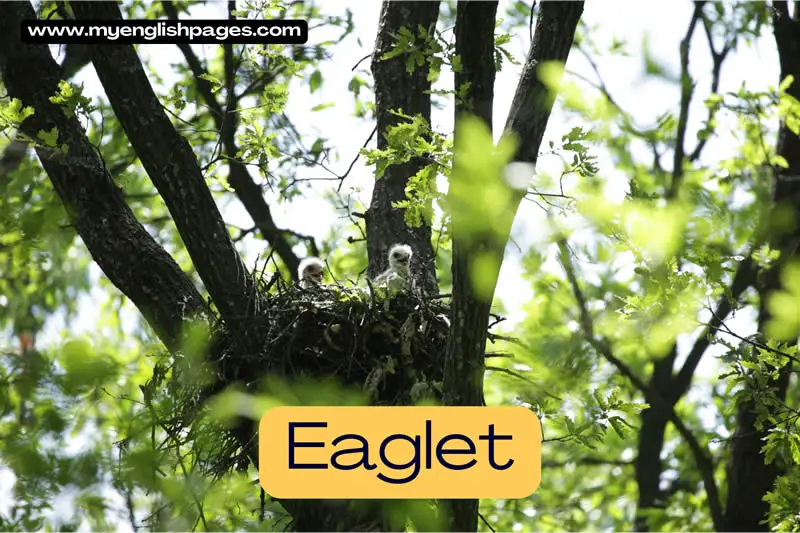 Eaglet