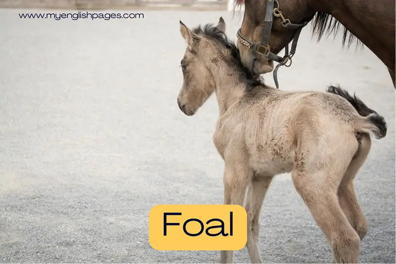 Foal