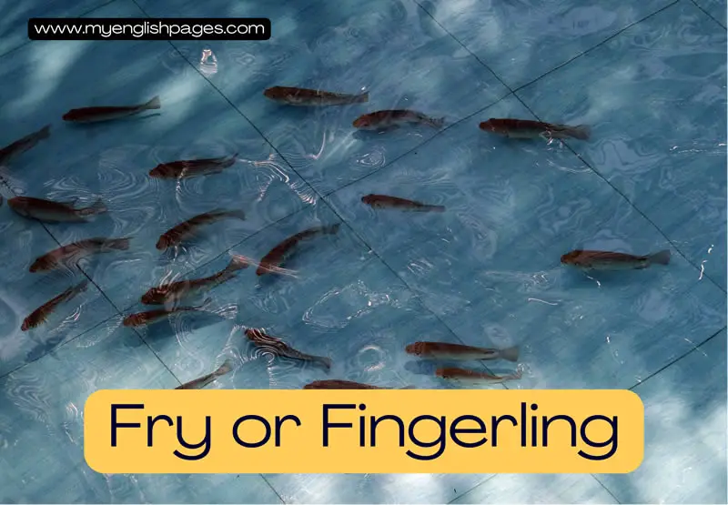 Fry or Fingerling