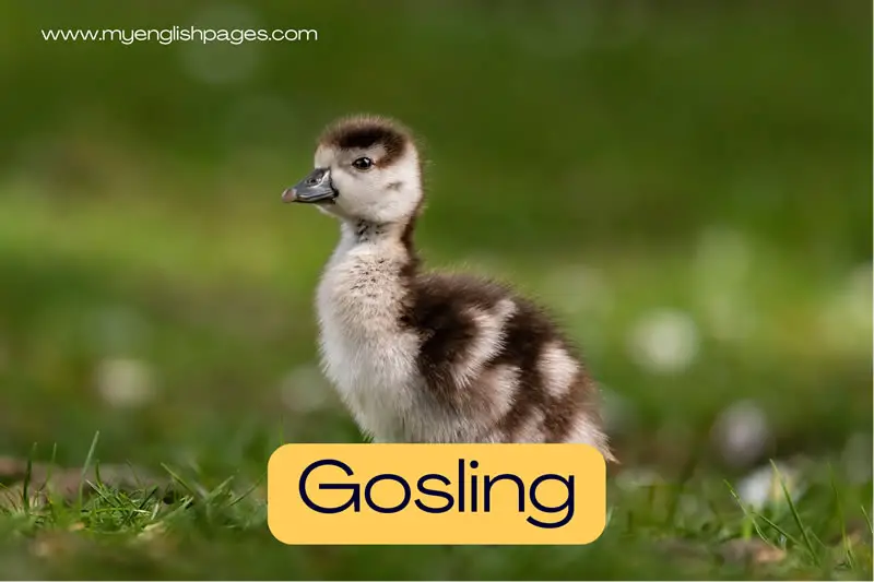 Gosling