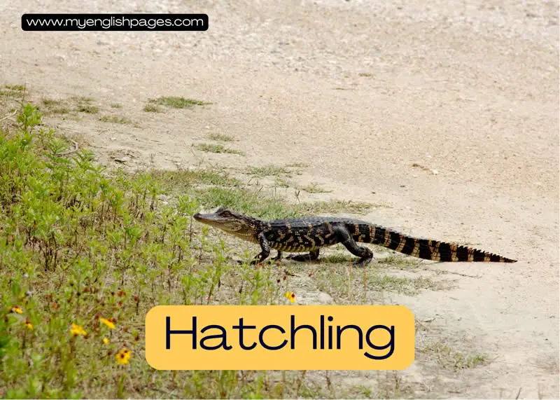 Hatchling