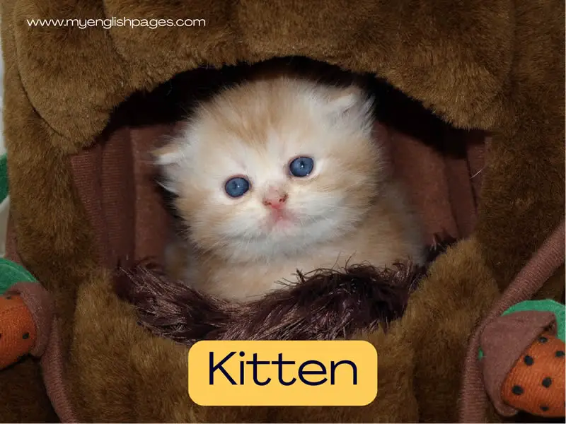Kitten